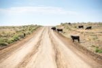 Cattle on the dirt road