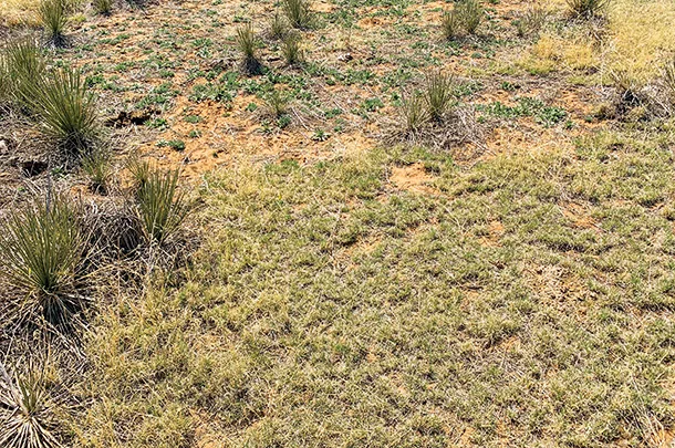 Blue grama is grzed into the ground