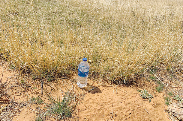 Blue grama following rest 