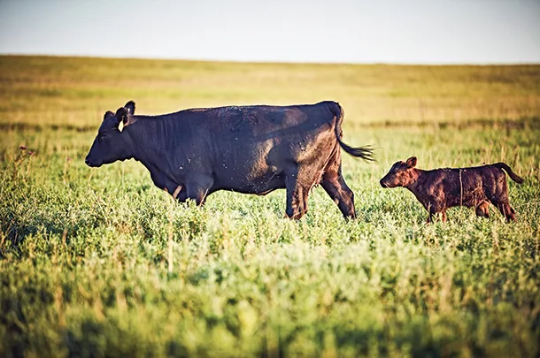 Cow calf pair