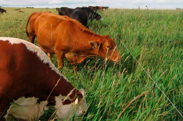 The ins and outs of temporary electric fencing for rotational grazing