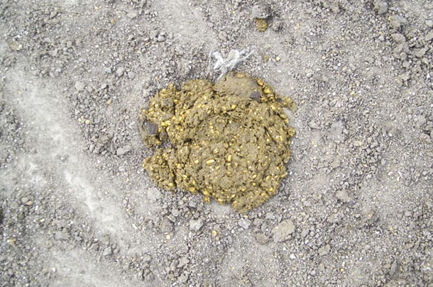 Manure piles show fecal comparison