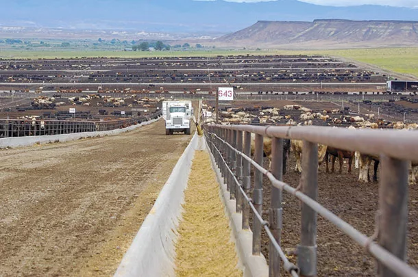Beef feedlot