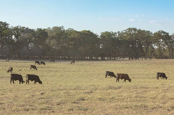 Cattle grazing