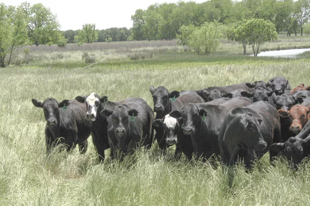 Cattle in a pasture
