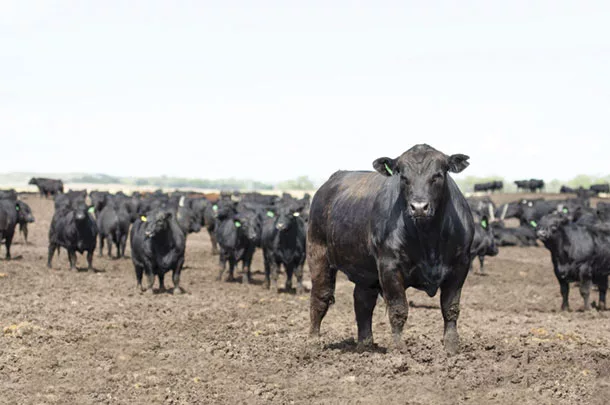 Cattle in a feedlot