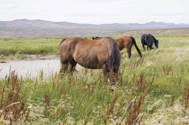 Horses in a pasture