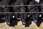 Cattle eating feed