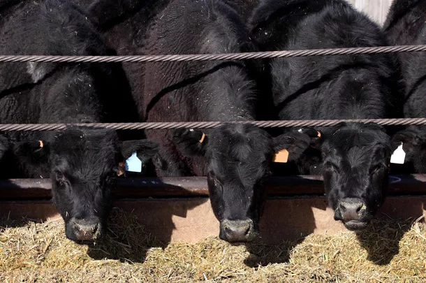 Cattle eating feed