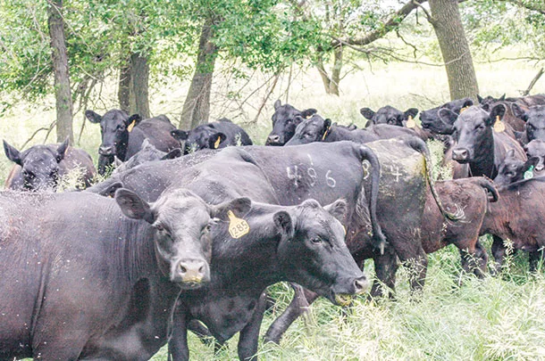 Cattle grazing