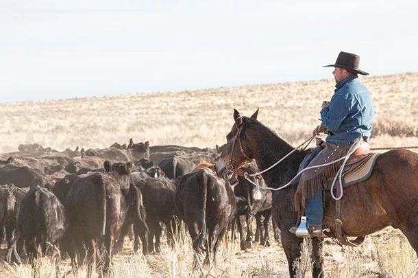 Moving cattle