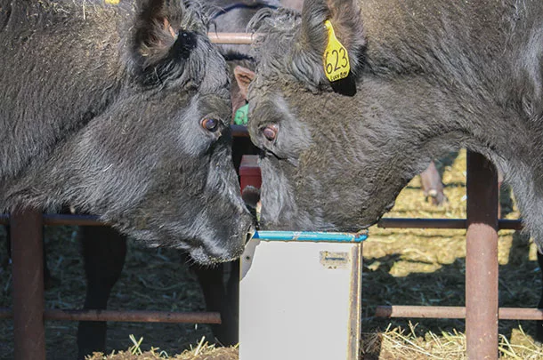 Cattle drinking water
