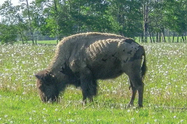 Bison with mycoplasma bacteria