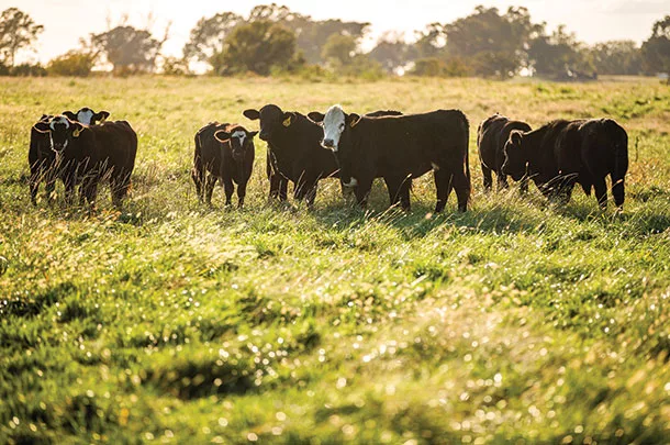 Cattle in a pasture