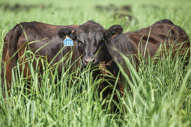 Grazing