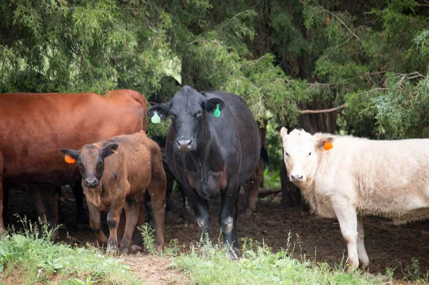Cows in shade