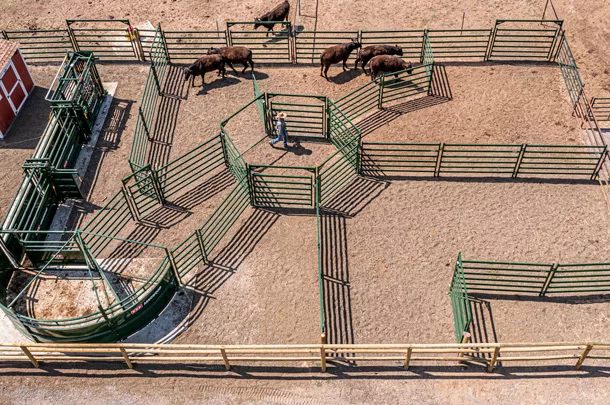 Cattle in corral.
