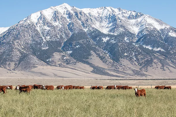 Cattle grazing