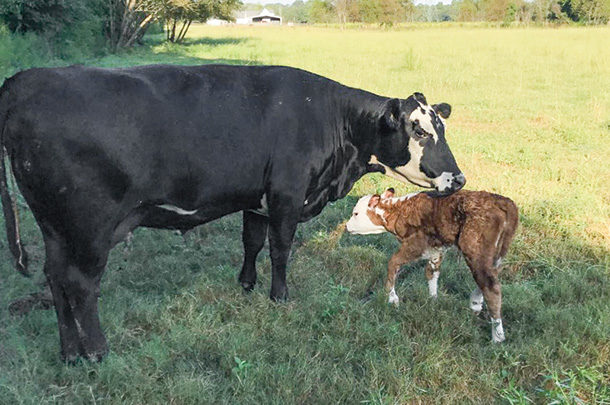 Cow with new calf