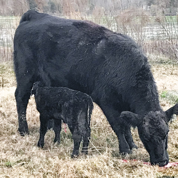 Cow calf pair