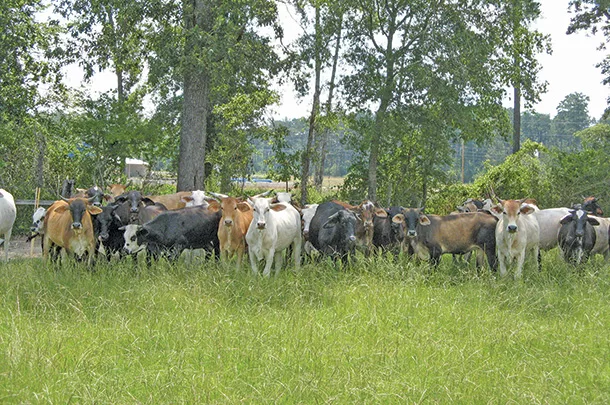 Cattle in a pasture