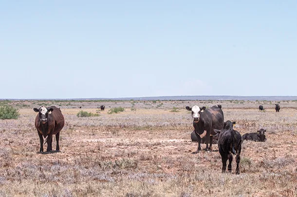 Drought pasture