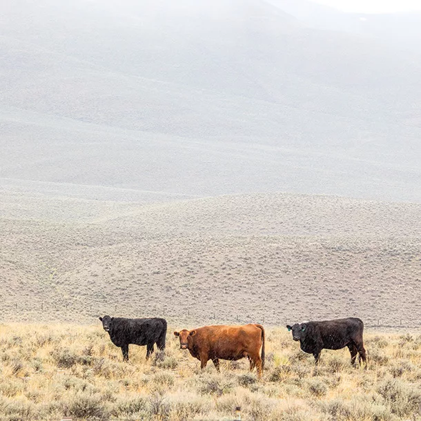 Cattle grazing