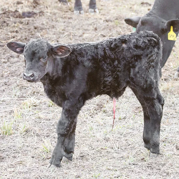 New calf