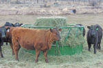 Heifers and grass/alfalfa hay mix