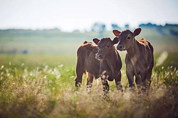 Calves in a pasture