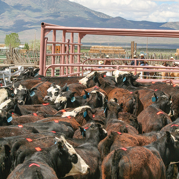 A herd of dams group up for A.I. protocols