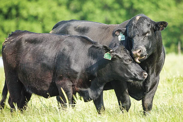Dams group up for A.I. protocols
