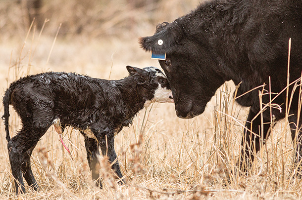 Cow with new calf