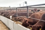 Cattle at the feedbunk