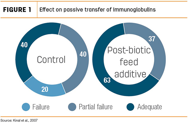 Effect on passive transfer of immunoglobulins
