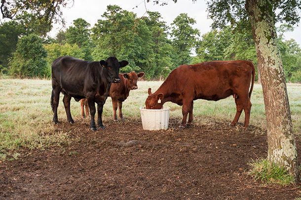 Feeding supplemental fat to beef cattle - Progressive Cattle | Ag Proud