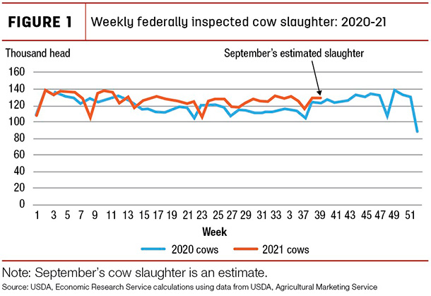 Weekly federally inspected cow slaughter: 2020-21