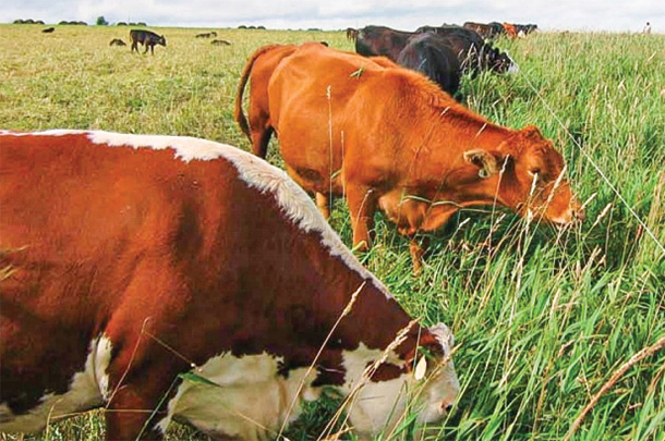 Rotational grazing system