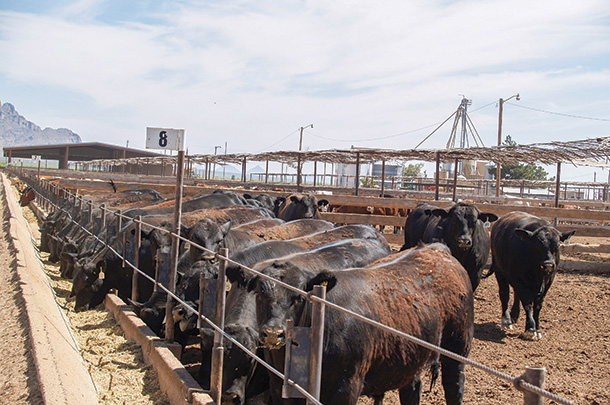 Feeding rations with distillers has made managing bunks easier and has reduced digestive upsets
