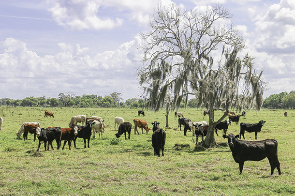 First-calf haifers at Lightsey Cattle co.
