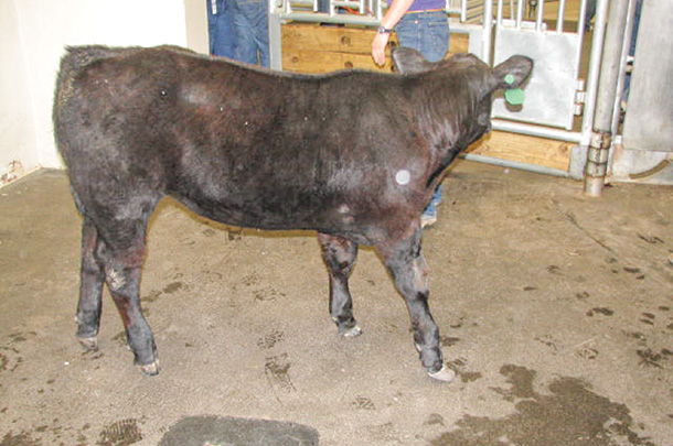 Calf with contracted tendons