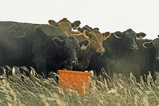 Cattle getting supplements