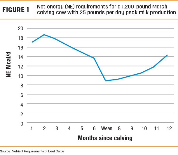 net energy requirements for a 1,200-pound