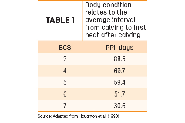 Body condition relates to the average interval from calving to first heat after calving