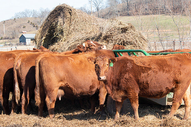 122921-pregnant-cows-hay.jpg