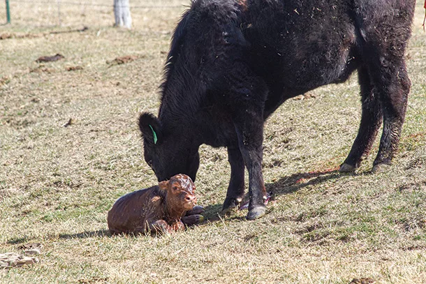 010322-new-calf.jpg
