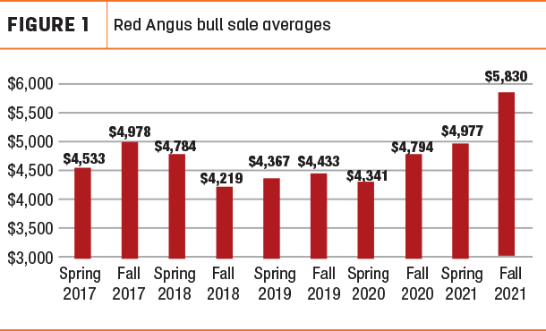 red Angus bull sale overages