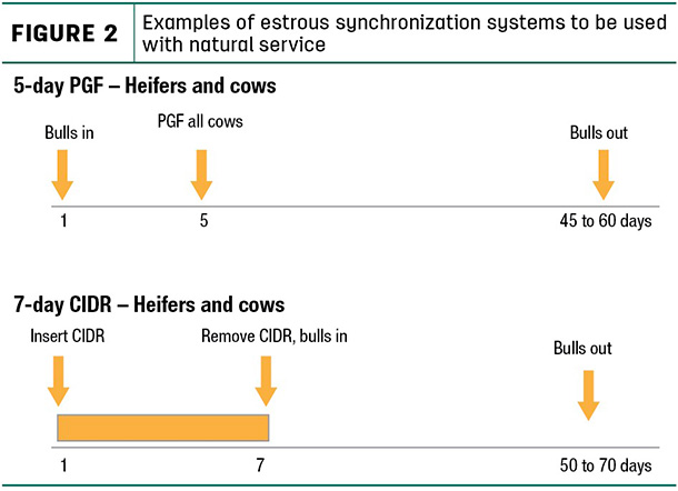 Examples of estraus synchronization systems to be used with natural service