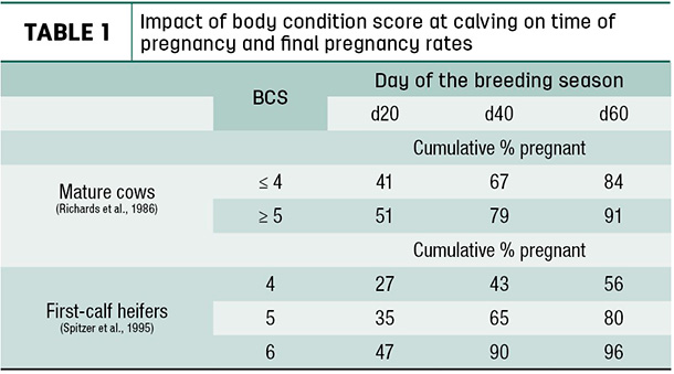 Impact of body condition score at calving on time of pregnancy and final pregnany rates