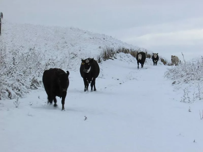 Cows in winter